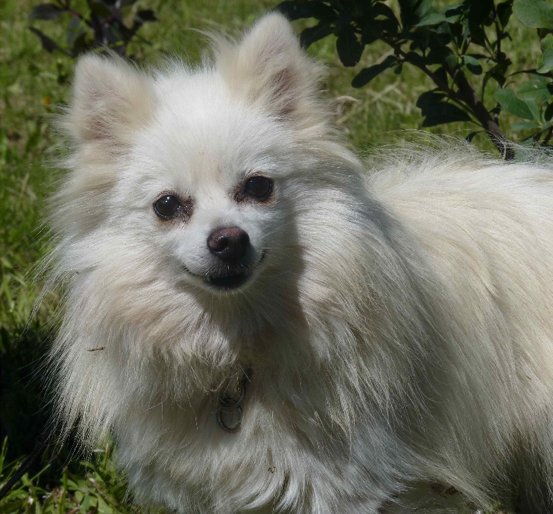 Les Spitz allemand de l'affixe De L'Aurore Des Francyols