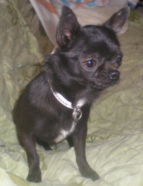 Les Chihuahua de l'affixe De L'Aurore Des Francyols