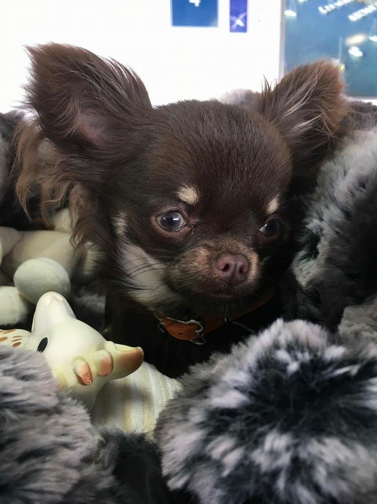 chiot Chihuahua De L'Aurore Des Francyols