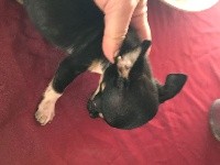 De L'Aurore Des Francyols - Chihuahua - Portée née le 18/04/2017