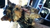 De L'Aurore Des Francyols - Yorkshire Terrier - Portée née le 16/03/2017