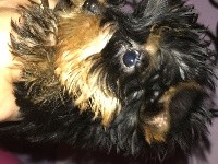 De L'Aurore Des Francyols - Yorkshire Terrier - Portée née le 24/09/2017
