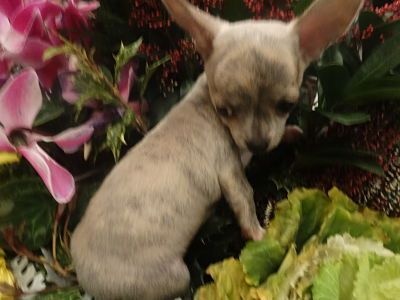 De L'Aurore Des Francyols - Chiot disponible  - Chihuahua