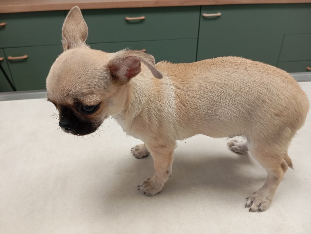 De L'Aurore Des Francyols - Chiots disponibles - Chihuahua