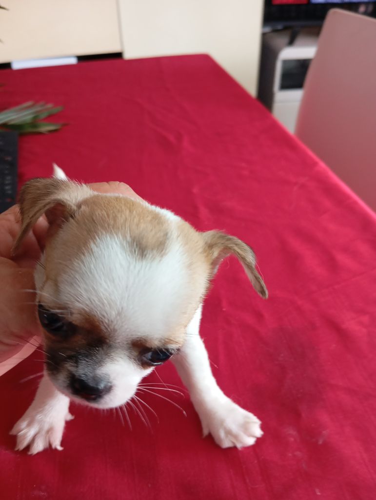 De L'Aurore Des Francyols - Chiots disponibles - Chihuahua