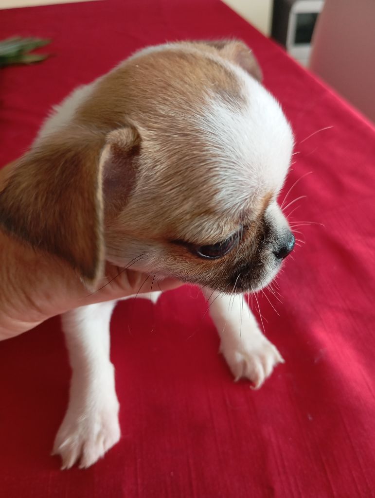 Chiot Chihuahua De L'Aurore Des Francyols