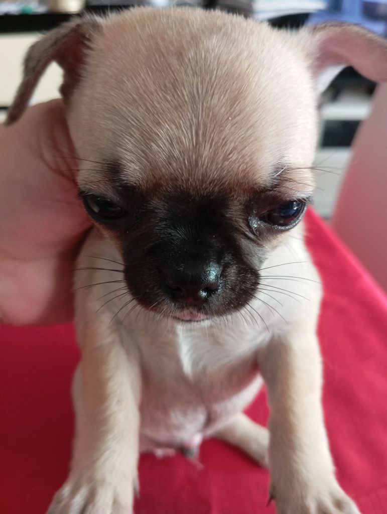 De L'Aurore Des Francyols - Chiots disponibles - Chihuahua