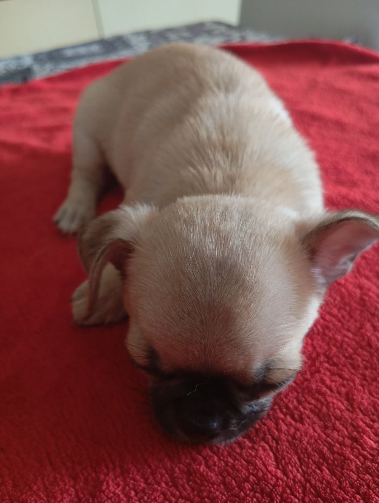 De L'Aurore Des Francyols - Chiots disponibles - Chihuahua