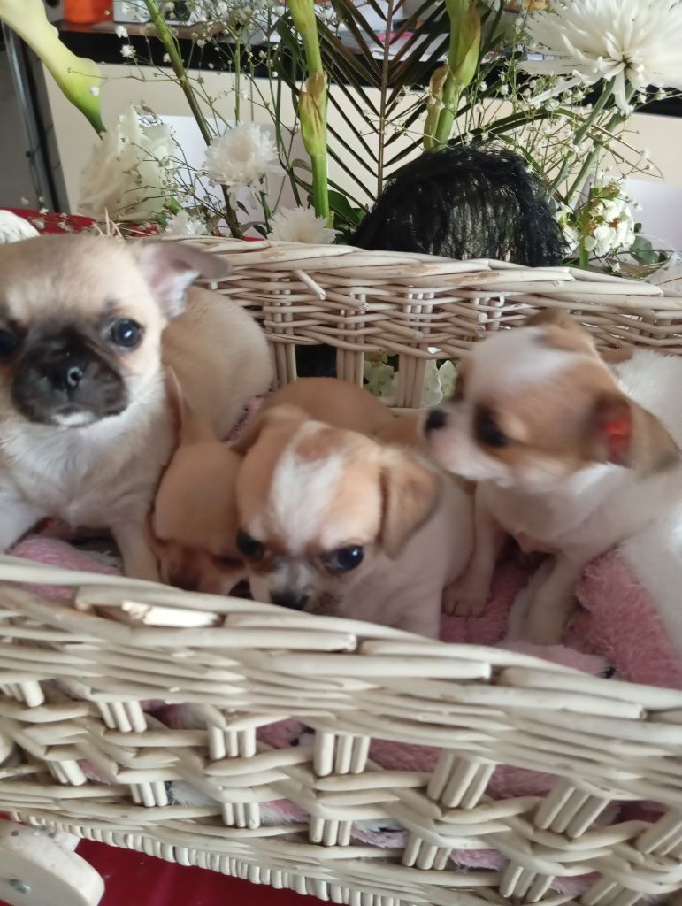 Chiot Chihuahua De L'Aurore Des Francyols